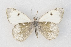 Anthocharis lanceolata