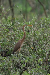Ardea purpurea