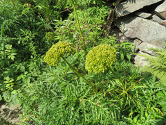 Molopospermum peloponnesiacum