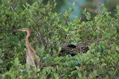 Ardea purpurea