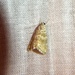 photo of Cabbage Webworm Moth (Hellula rogatalis)