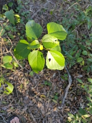 Mallotus discolor (Mallotus discolor)