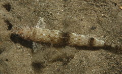 Saurida nebulosa