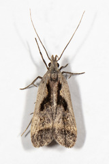 Dichomeris bilobella