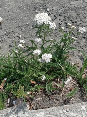 Achillea millefolium