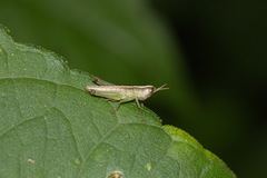 Oxya chinensis