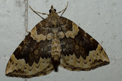 Eulithis xylina