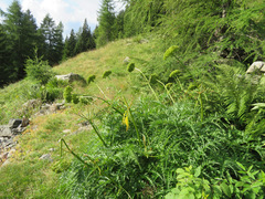 Molopospermum peloponnesiacum
