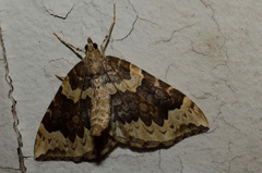 Eulithis xylina