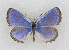 Euphilotes enoptes dammersi