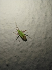 Phytocoris ustulatus