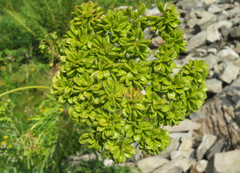 Molopospermum peloponnesiacum