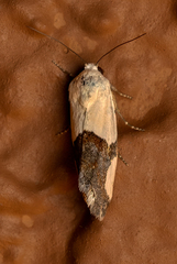 Ponometia cuta