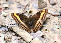 Adelpha tracta
