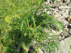 Molopospermum peloponnesiacum