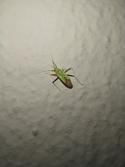 Phytocoris ustulatus