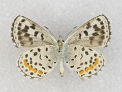 Euphilotes enoptes dammersi