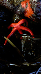 Henricia leviuscula