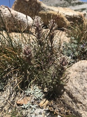 Castilleja pilosa