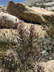 Castilleja pilosa