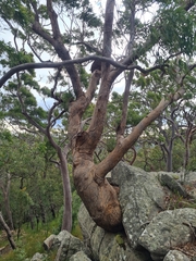 Eucalyptus piperita
