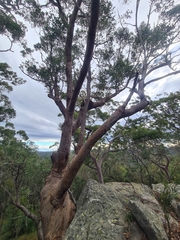 Eucalyptus piperita