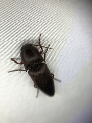 Diplostethus opacicollis