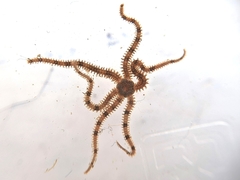 Ophiactis