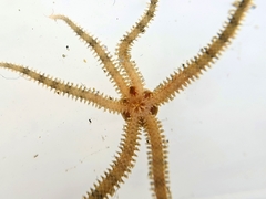 Ophiactis
