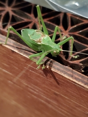 Cyrtophyllicus chlorum