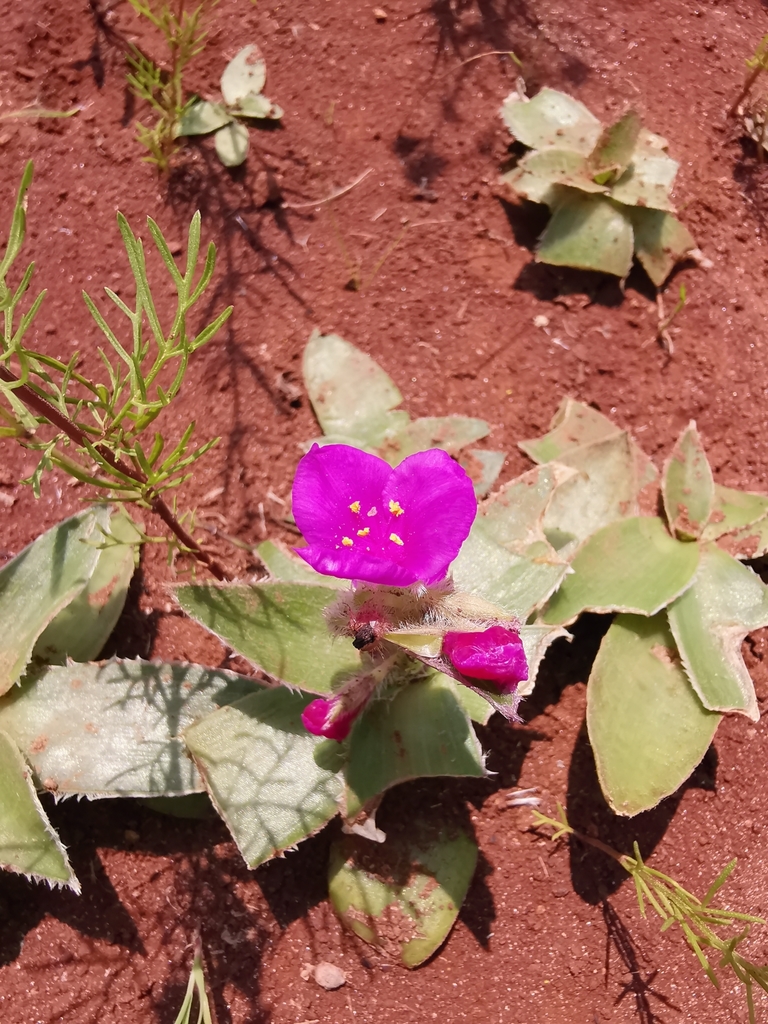 Tradescantia iridescens