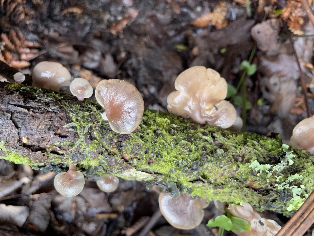 Scytinotus longinquus from Helen June Avenue, Flagstaff, Waikato, NZ on ...