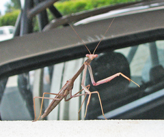 Archimantis armata