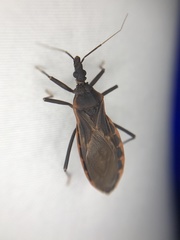 Triatoma rubida