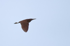 Ixobrychus cinnamomeus