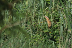 Ixobrychus cinnamomeus