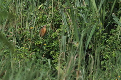 Ixobrychus cinnamomeus