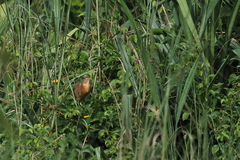 Ixobrychus cinnamomeus