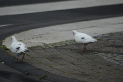 Columba livia domestica