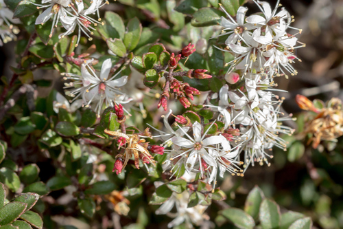 Shiny Phebalium (Leionema lamprophyllum)