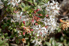 Leionema lamprophyllum