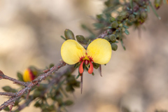 Dillwynia ramosissima