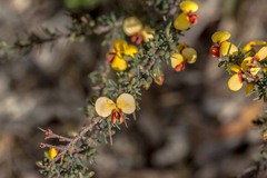 Dillwynia ramosissima