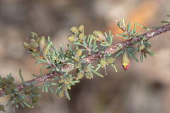 Dillwynia ramosissima