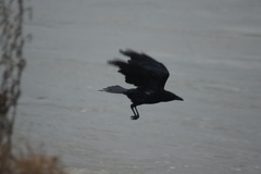 Corvus corone
