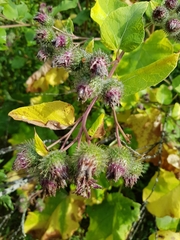 Arctium tomentosum