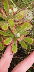 Drosera ericgreenii