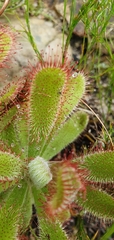 Drosera ericgreenii