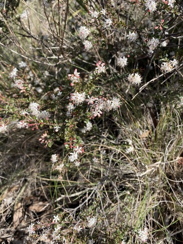 Image of Leionema lamprophyllum by (c) Andrew Allen, some rights reserved (CC BY)
