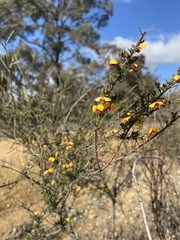 Dillwynia ramosissima